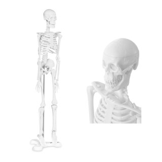 MODEL ANATOMICZNY LUDZKIEGO SZKIELETU 47 CM