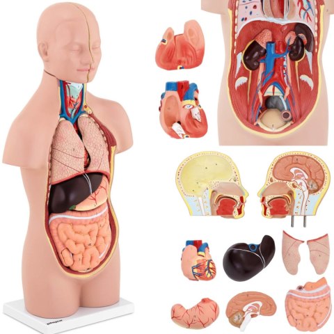 MODEL ANATOMICZNY 3D TUŁOWIA CZŁOWIEKA Z WYJMOWANYMI ORGANAMI