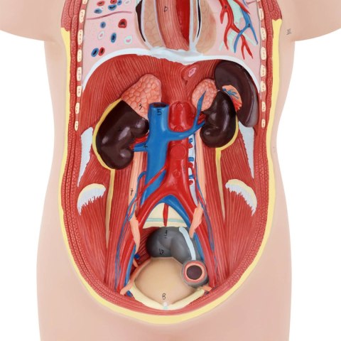 MODEL ANATOMICZNY 3D TUŁOWIA CZŁOWIEKA Z WYJMOWANYMI ORGANAMI