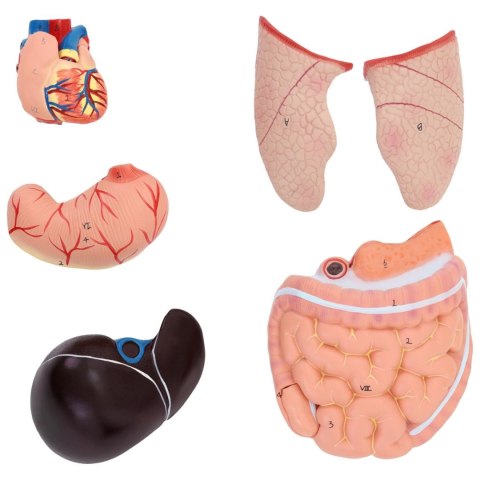 MODEL ANATOMICZNY 3D TUŁOWIA CZŁOWIEKA Z WYJMOWANYMI ORGANAMI